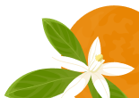 Decorative Shape